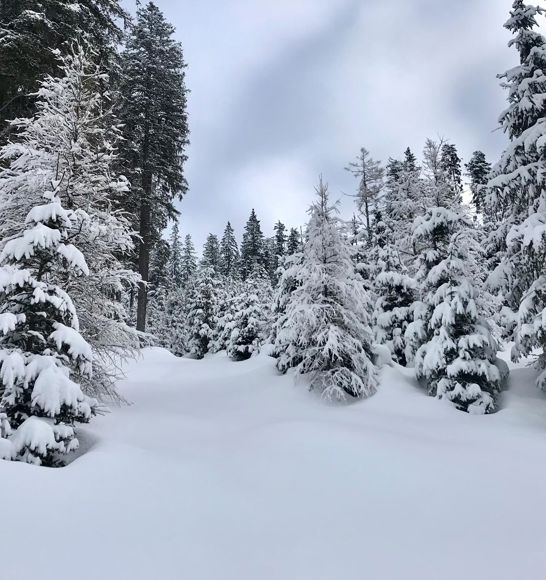 A forest in winter
