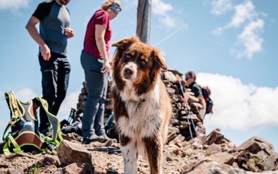 Mountaineering with a dog